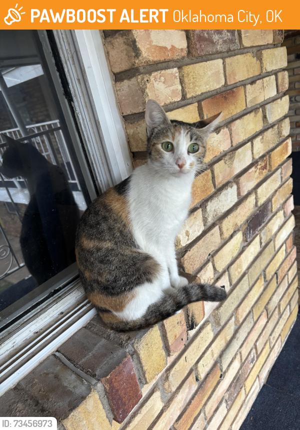 Found/Stray Female Cat last seen 59th & Walker, Oklahoma City, OK 73109