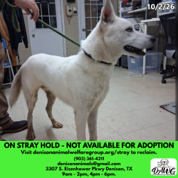 Shelter Stray Male Dog last seen , 3307 S Eisenhower Pkwy, Denison, TX 75020, USA