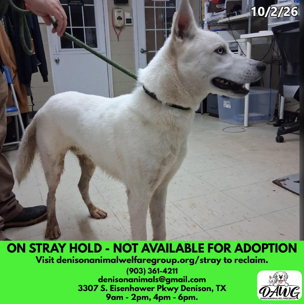 Shelter Stray Male Dog last seen , 3307 S Eisenhower Pkwy, Denison, TX 75020, USA