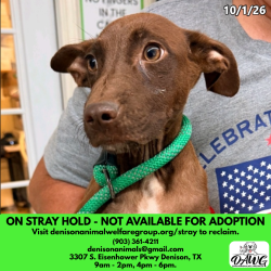 Shelter Stray Unknown Dog last seen , 3307 S Eisenhower Pkwy, Denison, TX 75020, USA