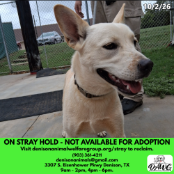 Shelter Stray Female Dog last seen , 3307 S Eisenhower Pkwy, Denison, TX 75020, USA