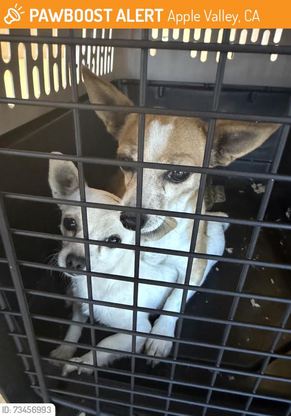 Found/Stray Female Dog last seen Ottawa, Apple Valley, CA 92308