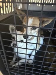 Found/Stray Female Dog last seen Ottawa, Apple Valley, CA 92308