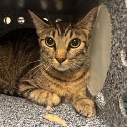 Shelter Stray Female Cat last seen , 361 S Raymond Ave, Pasadena, CA 91105, USA