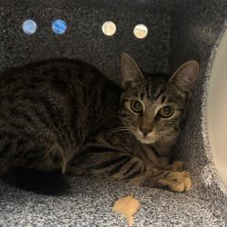 Shelter Stray Female Cat last seen , 361 S Raymond Ave, Pasadena, CA 91105, USA