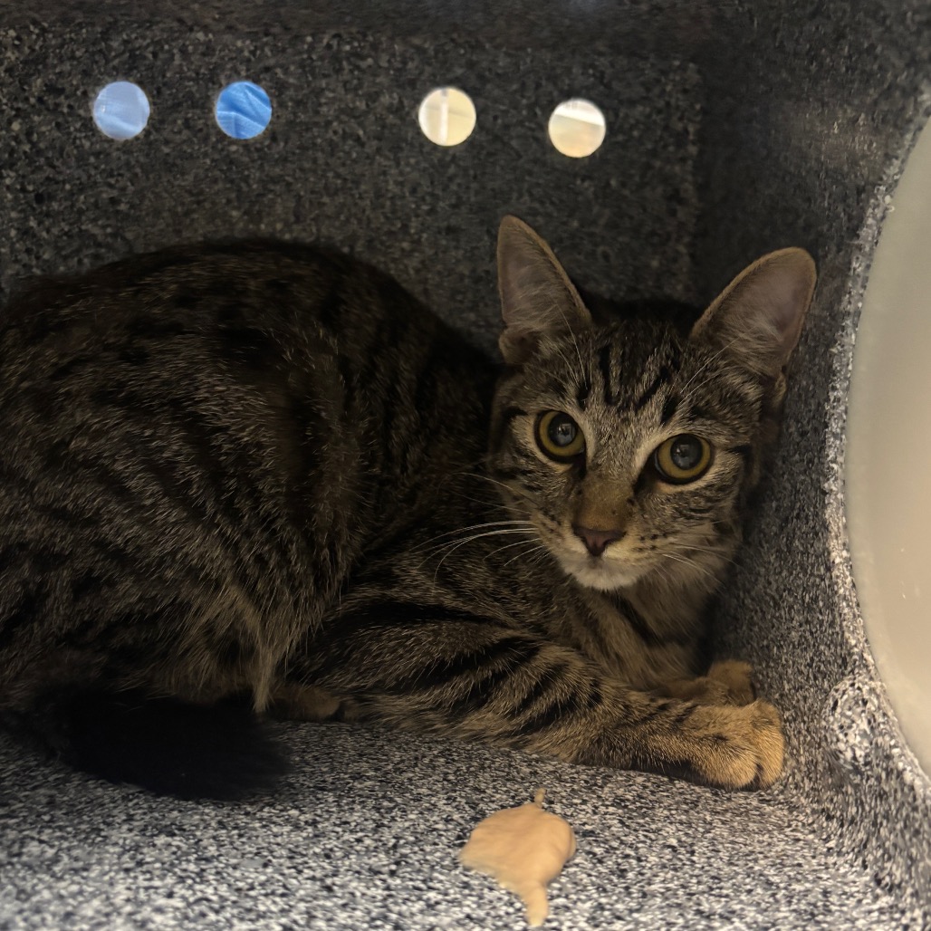 Shelter Stray Female Cat last seen , 361 S Raymond Ave, Pasadena, CA 91105, USA