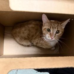 Shelter Stray Female Cat last seen , Animal Care & Control Team of Philly, 111 W Hunting Park Ave, Philadelphia, PA 19140, USA