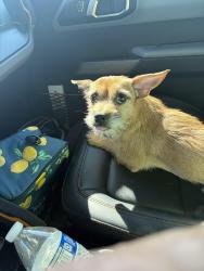 Found/Stray Male Dog last seen Nellis and Cheyenne, Las Vegas Valley, NV 89101