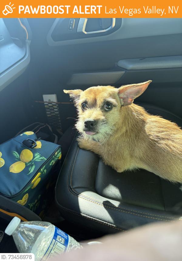 Found/Stray Male Dog last seen Nellis and Cheyenne, Las Vegas Valley, NV 89101
