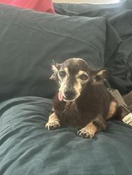 Lost Male Dog last seen Elm and Indianapolis’s St; Broken Arrow, Broken Arrow, OK 74012