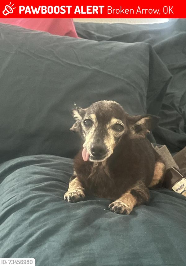 Lost Male Dog last seen Elm and Indianapolis’s St; Broken Arrow, Broken Arrow, OK 74012