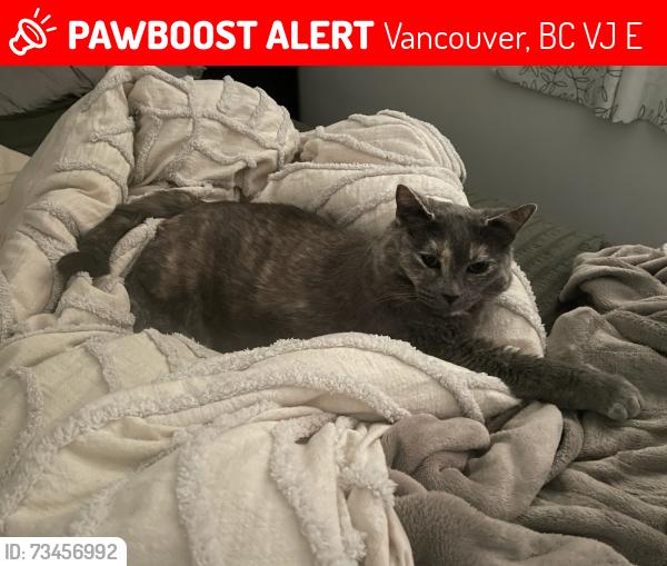Lost Female Cat last seen Burrard & West 12th Alley, Vancouver, BC V6J 2E7