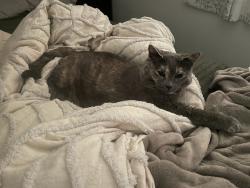 Lost Female Cat last seen Burrard & West 12th Alley, Vancouver, BC V6J 2E7
