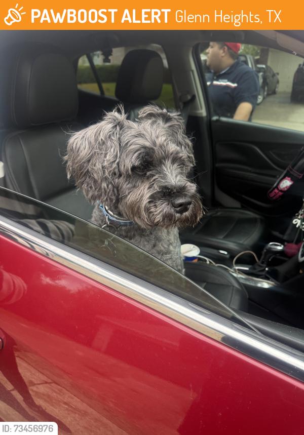 Found/Stray Unknown Dog last seen Near Hollywood dr Glenn heights, TX 75154, Glenn Heights, TX 75154