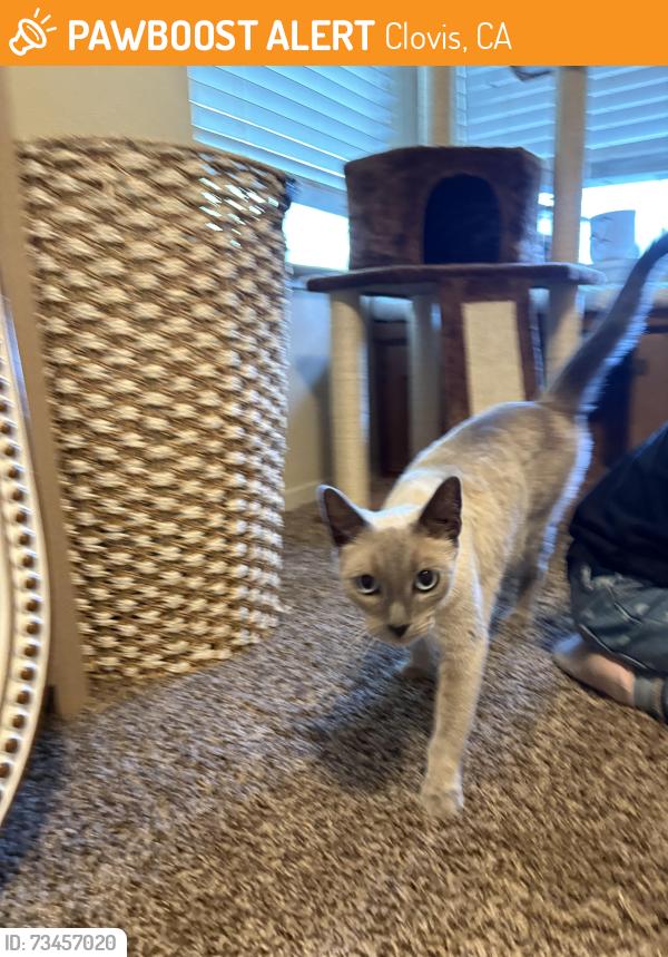 Found/Stray Male Cat last seen Armstrong & sierr, Clovis, CA 93611