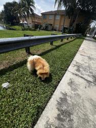 Found/Stray Male Dog last seen 180th BY THE LAKE, West Perrine, FL 33157