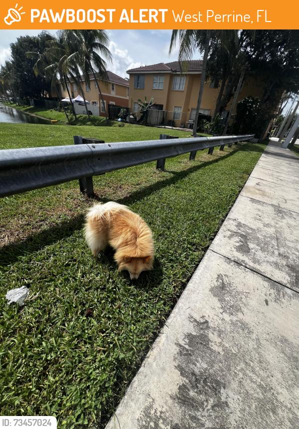 Found/Stray Male Dog last seen 180th BY THE LAKE, West Perrine, FL 33157
