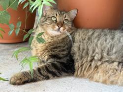 Lost Male Cat last seen High Shoals and Palisades dr, Frisco, TX 75036