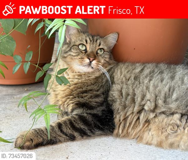 Lost Male Cat last seen High Shoals and Palisades dr, Frisco, TX 75036