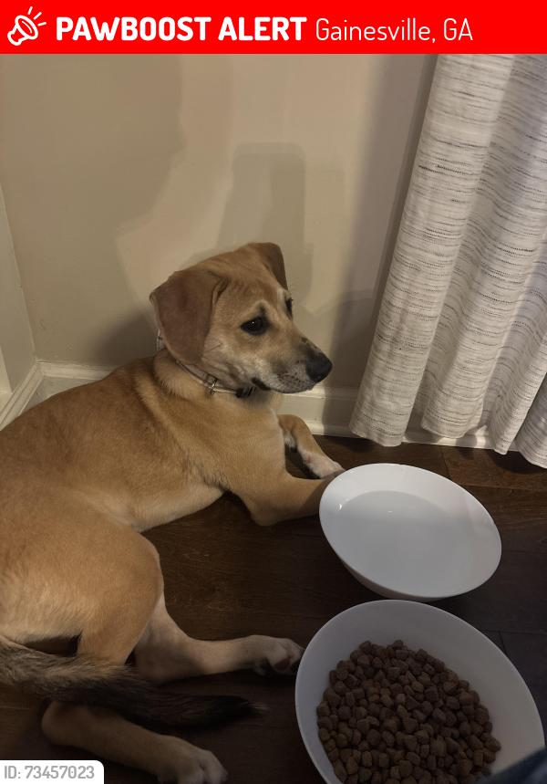 Lost Female Dog last seen main Mundy Mill neighbor down whisper creek ct, Gainesville, GA 30504