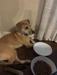 Lost Female Dog last seen main Mundy Mill neighbor down whisper creek ct, Gainesville, GA 30504
