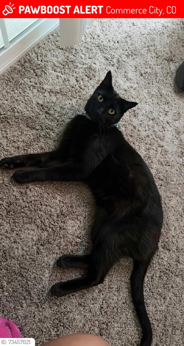 Lost Male Cat last seen Unity PKWY & Parkside DR S, Commerce City, CO 80022