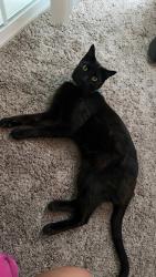 Lost Male Cat last seen Unity PKWY & Parkside DR S, Commerce City, CO 80022