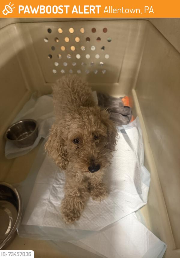 Found/Stray Unknown Dog last seen 12th street and Hamilton Street, Allentown, PA 18103