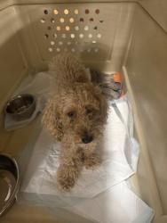 Found/Stray Unknown Dog last seen 12th street and Hamilton Street, Allentown, PA 18103