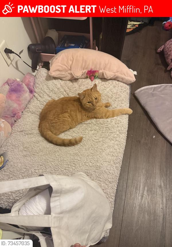 Lost Male Cat last seen Lewis Run rd, West Mifflin, PA 15122