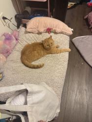 Lost Male Cat last seen Lewis Run rd, West Mifflin, PA 15122