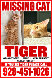 Lost Male Cat last seen Ellsworth and Ray, Mesa, AZ 85212