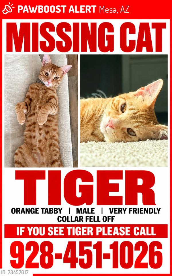 Lost Male Cat last seen Ellsworth and Ray, Mesa, AZ 85212