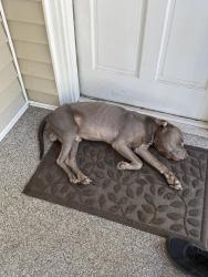 Found/Stray Male Dog last seen Light wood knott road, Leesville, SC 29070