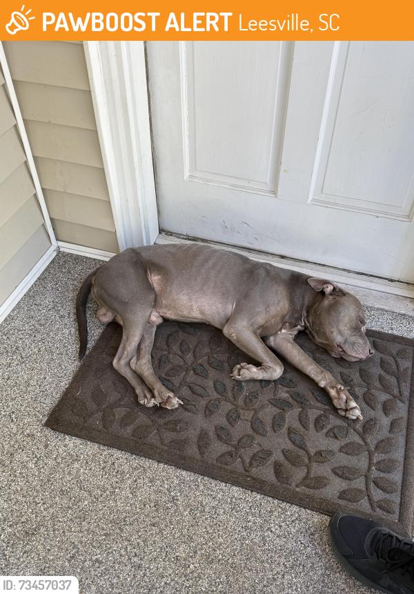 Found/Stray Male Dog last seen Light wood knott road, Leesville, SC 29070