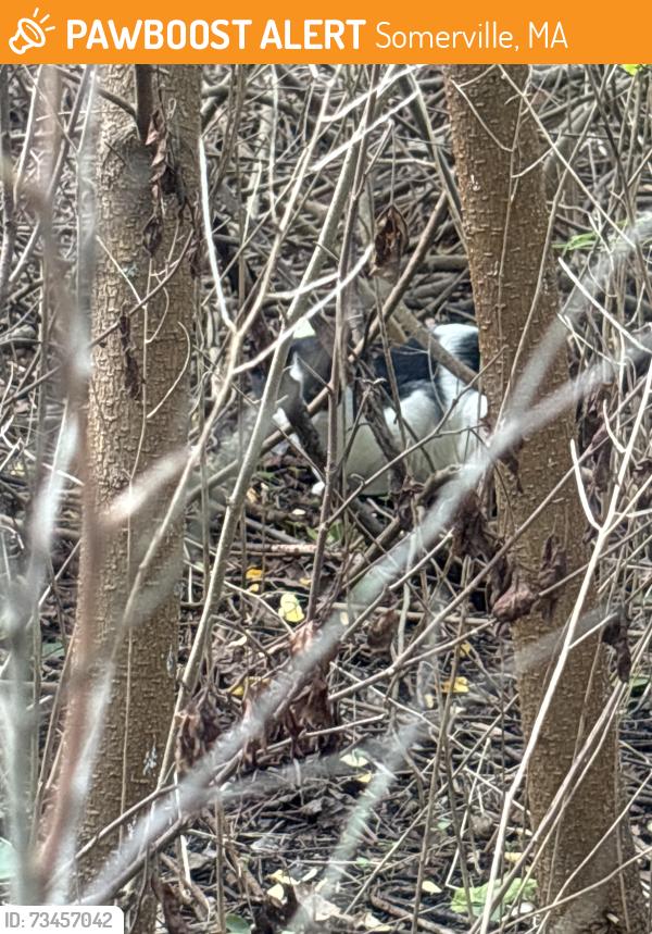 Found/Stray Female Cat last seen Alewife park, Somerville, MA 02144
