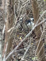 Found/Stray Female Cat last seen Alewife park, Somerville, MA 02144
