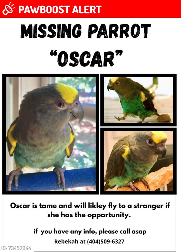 Lost Female Bird last seen Devon and Hamshire, Avondale Estates, GA 30002
