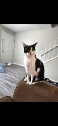 Lost Female Cat last seen Vandivere rd, Augusta, GA 30904