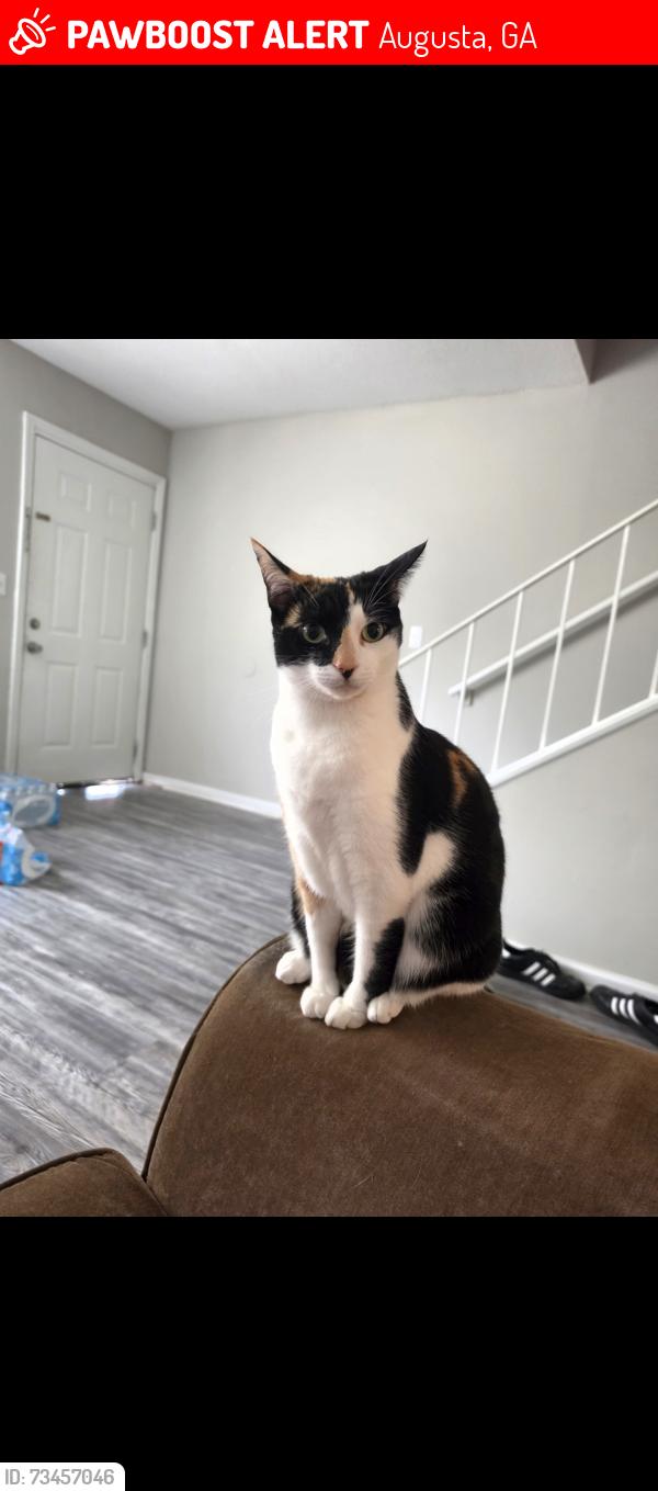 Lost Female Cat last seen Vandivere rd, Augusta, GA 30904