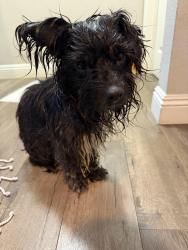Found/Stray Female Dog last seen Alley between Winona & 50th St, San Diego, CA 92115