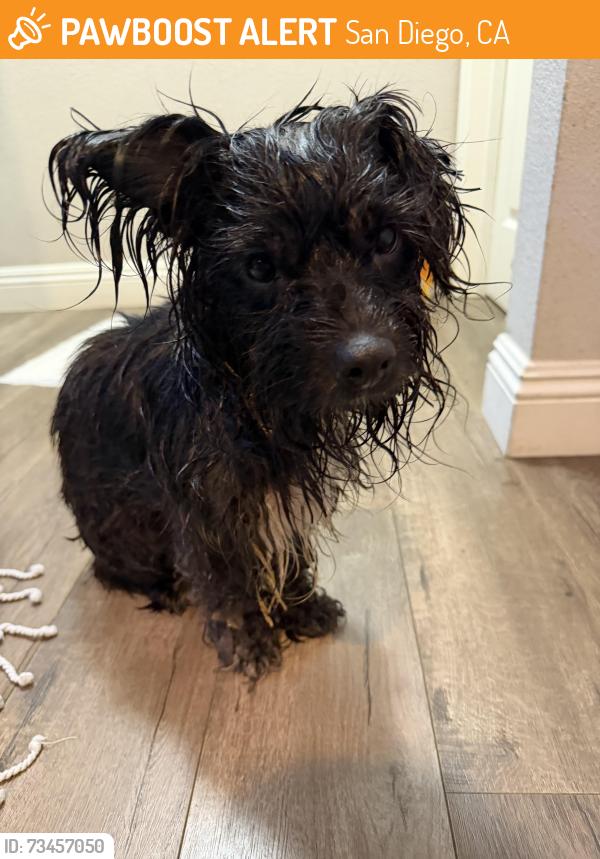 Found/Stray Female Dog last seen Alley between Winona & 50th St, San Diego, CA 92115
