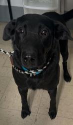 Reunited Male Dog last seen Stillwater and White Bear, Saint Paul, MN 55106
