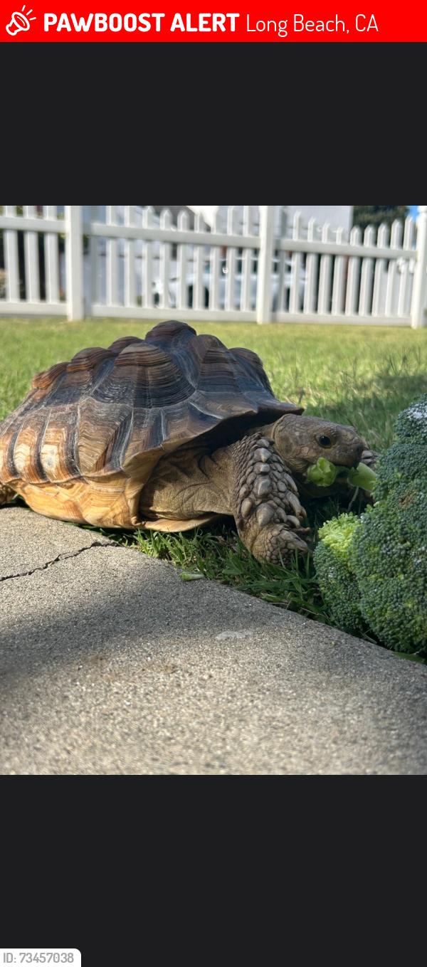 Lost Female Reptile last seen Hill and Easy st, Long Beach, CA 90810