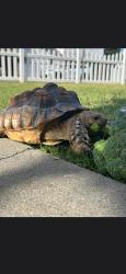 Lost Female Reptile last seen Hill and Easy st, Long Beach, CA 90810
