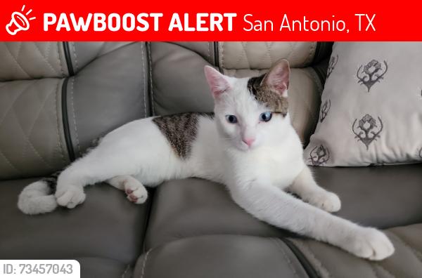 Lost Male Cat last seen Near JARBO PASS DR, San Antonio, TX 78245