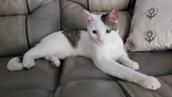 Lost Male Cat last seen Near JARBO PASS DR, San Antonio, TX 78245