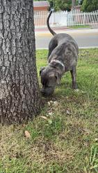 Found/Stray Male Dog last seen Near avenue near royal palm elementary school, Miami, FL 33165
