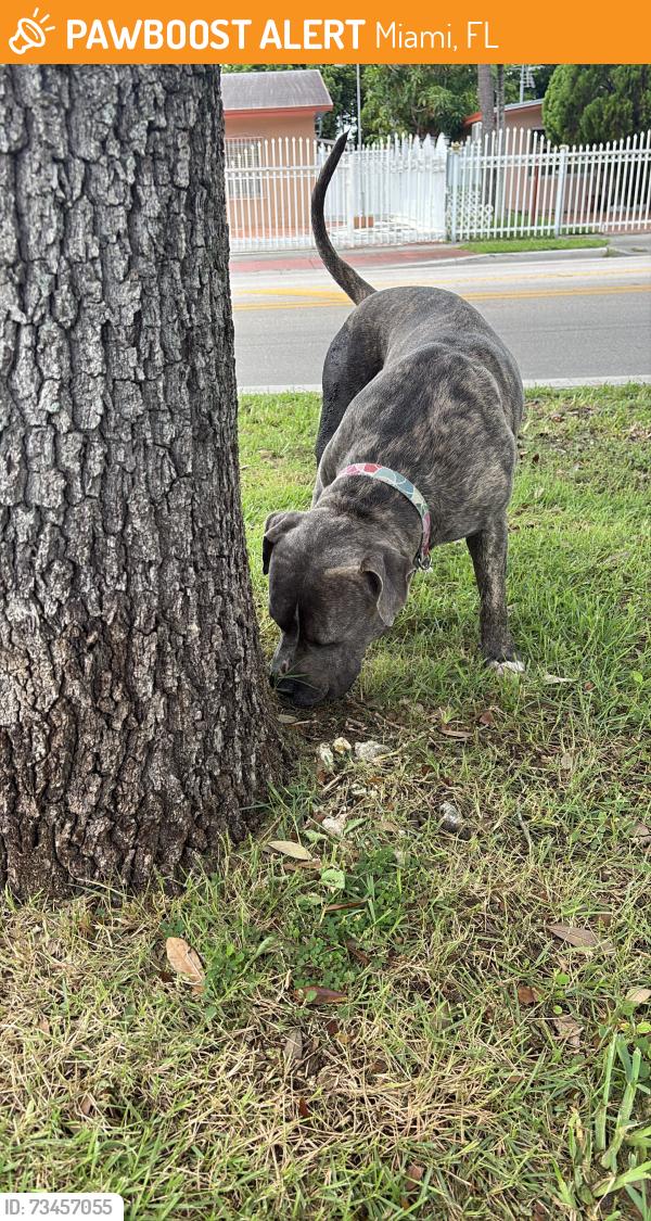 Found/Stray Male Dog last seen Near avenue near royal palm elementary school, Miami, FL 33165