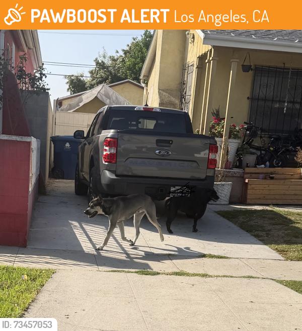 Found/Stray Male Dog last seen Avalon & Stanford, Los Angeles, CA 90001